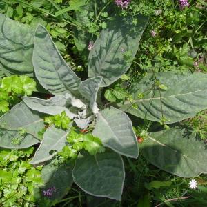 Photographie n°117808 du taxon Verbascum thapsus L. [1753]