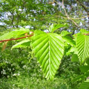 Photographie n°117811 du taxon Carpinus betulus L. [1753]