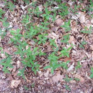 Photographie n°117813 du taxon Lonicera periclymenum L. [1753]