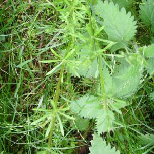 Photographie n°117817 du taxon Galium aparine L. [1753]