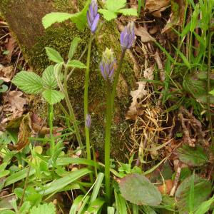 Photographie n°117822 du taxon Hyacinthoides non-scripta (L.) Chouard ex Rothm. [1944]