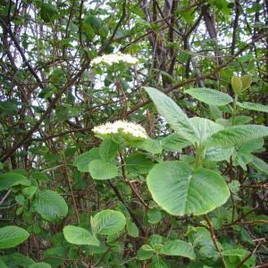 Photographie n°117837 du taxon Viburnum lantana L. [1753]