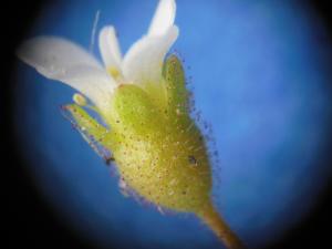 Dominique Remaud, le 30 avril 2013 (Limay)