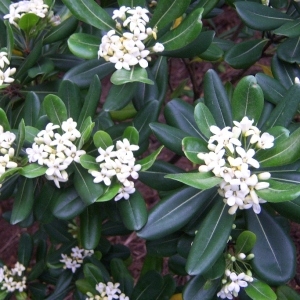 Photographie n°117885 du taxon Pittosporum tobira (Thunb.) W.T.Aiton [1811]