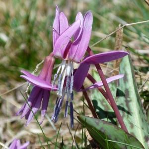 Photographie n°117948 du taxon Erythronium dens-canis L.