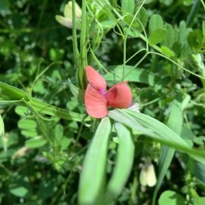 Photographie n°117971 du taxon Lathyrus cicera L. [1753]