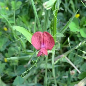 Photographie n°117979 du taxon Lathyrus cicera L. [1753]