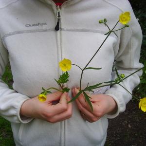 Photographie n°118018 du taxon Ranunculus acris L. [1753]