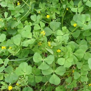 Photographie n°118032 du taxon Medicago arabica (L.) Huds. [1762]