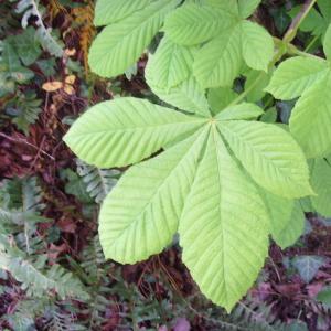 Photographie n°118033 du taxon Aesculus hippocastanum L. [1753]