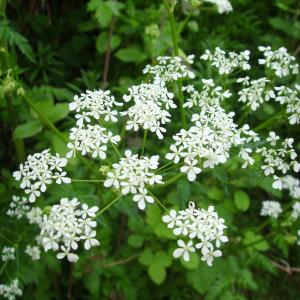 Anthriscus oliveri Sennen (Cerfeuil des bois)