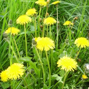 Photographie n°118039 du taxon Taraxacum F.H.Wigg. [1780]