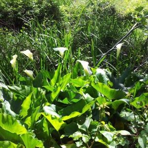 Photographie n°118049 du taxon Zantedeschia aethiopica (L.) Spreng. [1826]