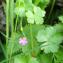  Benjamin DESLANDES - Geranium rotundifolium L. [1753]