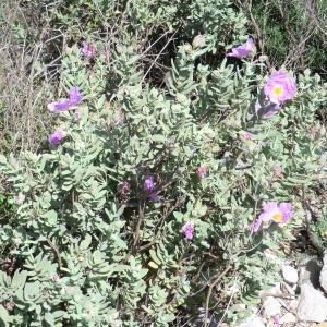 Photographie n°118171 du taxon Cistus albidus L. [1753]