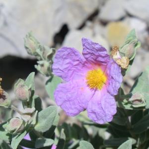 Photographie n°118174 du taxon Cistus albidus L. [1753]