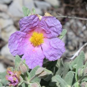 Photographie n°118175 du taxon Cistus albidus L. [1753]