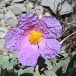 Photographie n°118176 du taxon Cistus albidus L. [1753]