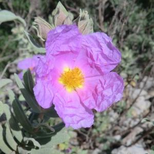 Photographie n°118177 du taxon Cistus albidus L. [1753]