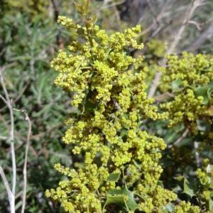 Photographie n°118185 du taxon Quercus coccifera L. [1753]