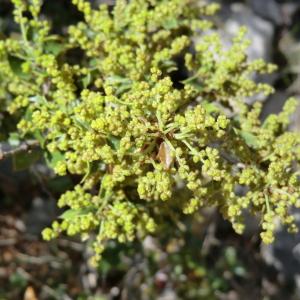 Photographie n°118188 du taxon Quercus coccifera L. [1753]