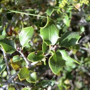 Photographie n°118190 du taxon Quercus coccifera L. [1753]