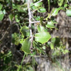 Photographie n°118191 du taxon Quercus coccifera L. [1753]