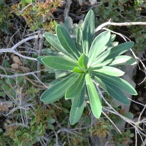 Photographie n°118207 du taxon Euphorbia characias L. [1753]