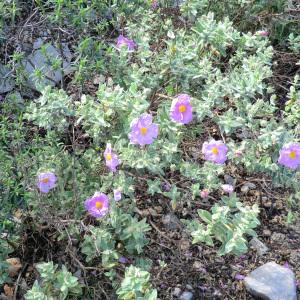 Photographie n°118214 du taxon Cistus albidus L. [1753]