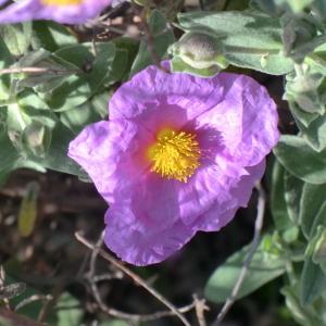 Photographie n°118216 du taxon Cistus albidus L. [1753]