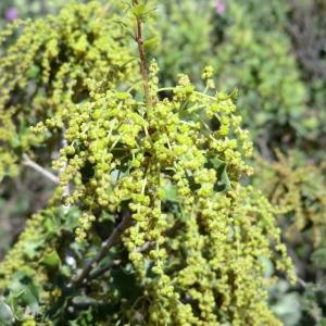 Photographie n°118238 du taxon Quercus coccifera L. [1753]