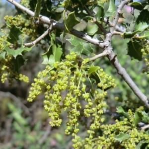 Photographie n°118240 du taxon Quercus coccifera L. [1753]