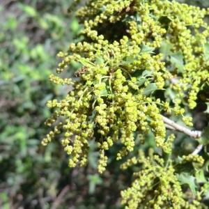 Photographie n°118241 du taxon Quercus coccifera L. [1753]