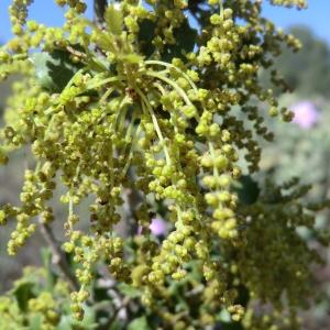 Photographie n°118248 du taxon Quercus coccifera L. [1753]