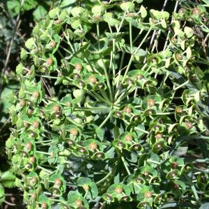 Photographie n°118286 du taxon Euphorbia characias L.