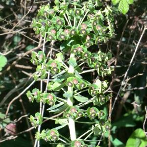 Photographie n°118287 du taxon Euphorbia characias L.