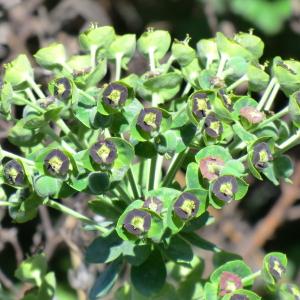 Photographie n°118289 du taxon Euphorbia characias L.