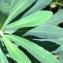  Pierre Bonnet - Euphorbia characias L.