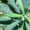  Pierre Bonnet - Euphorbia characias L.