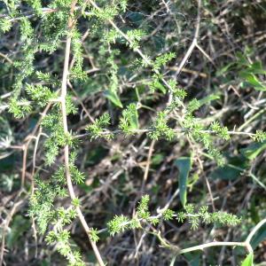 Photographie n°118316 du taxon Asparagus acutifolius L. [1753]