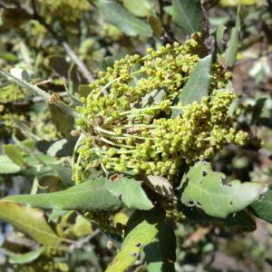 Photographie n°118330 du taxon Quercus ilex L. [1753]