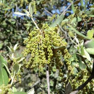 Photographie n°118332 du taxon Quercus ilex L. [1753]