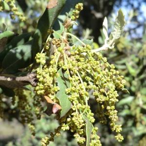 Photographie n°118336 du taxon Quercus ilex L. [1753]