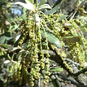 Photographie n°118339 du taxon Quercus ilex L. [1753]