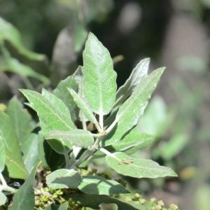 Photographie n°118342 du taxon Quercus ilex L. [1753]