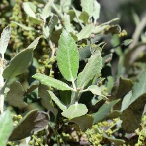 Photographie n°118343 du taxon Quercus ilex L. [1753]