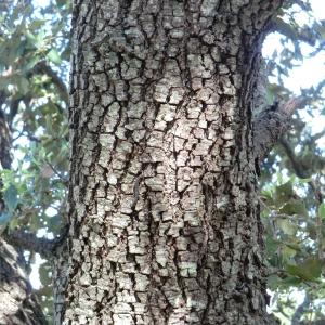 Photographie n°118351 du taxon Quercus ilex L. [1753]