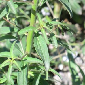 Photographie n°118407 du taxon Antirrhinum majus L. [1753]