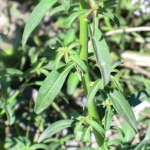 Photographie n°118408 du taxon Antirrhinum majus L. [1753]