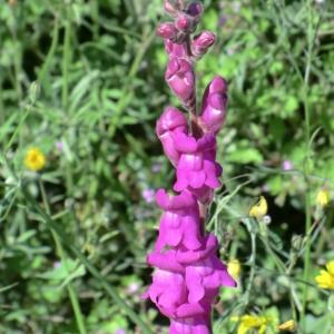 Photographie n°118411 du taxon Antirrhinum majus L. [1753]